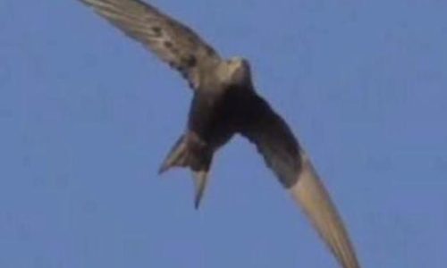 السمامة… الطائر الذي اختار السماء وطناً.