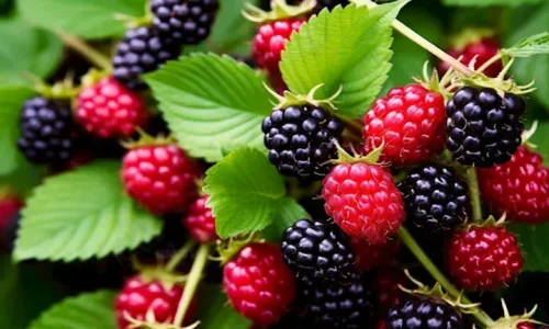 كيف يؤثرالتوت على  الدماغ والقلب؟