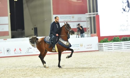 الفارس الكويتي ” بدر الدبوس ” يتألق في قلب القاهرة ويتوج بذهبية أدب الخيل